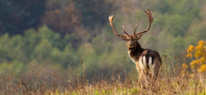 Wildlife in Sweden